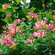 Caprifoi GoldFlame, Lonicera Japonica Heckrottii GoldFlame
