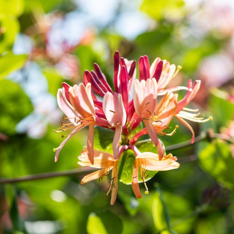 Caprifoi GoldFlame, Lonicera Japonica Heckrottii GoldFlame