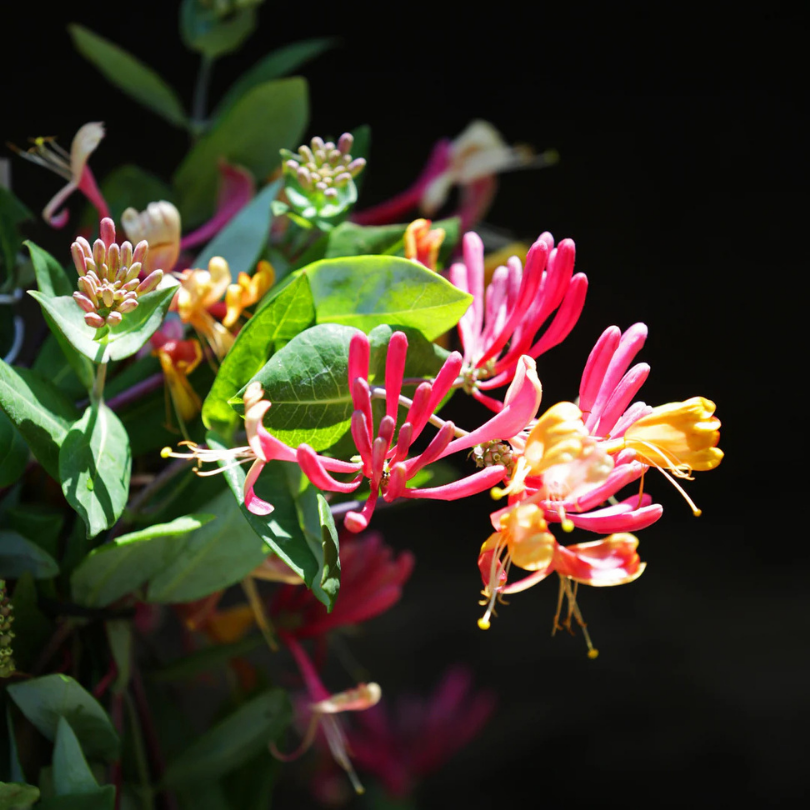 Caprifoi GoldFlame, Lonicera Japonica Heckrottii GoldFlame