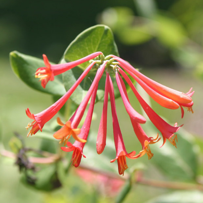 Caprifoi Blanche Sandman, Lonicera Sempervirens Blanche Sandman