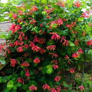 Caprifoi Blanche Sandman, Lonicera Sempervirens Blanche Sandman