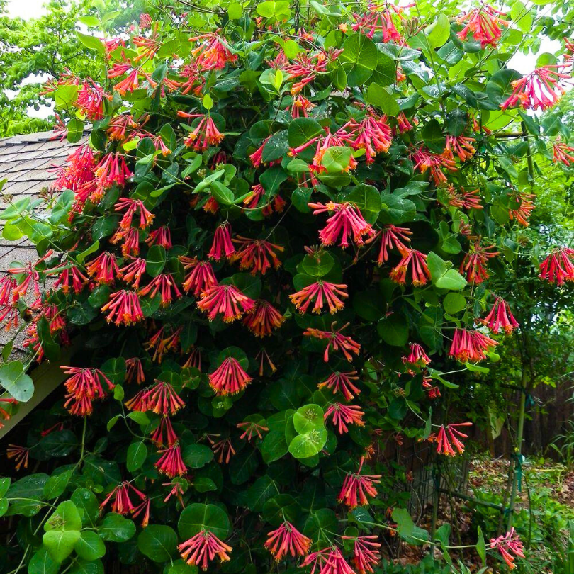 Caprifoi Blanche Sandman, Lonicera Sempervirens Blanche Sandman