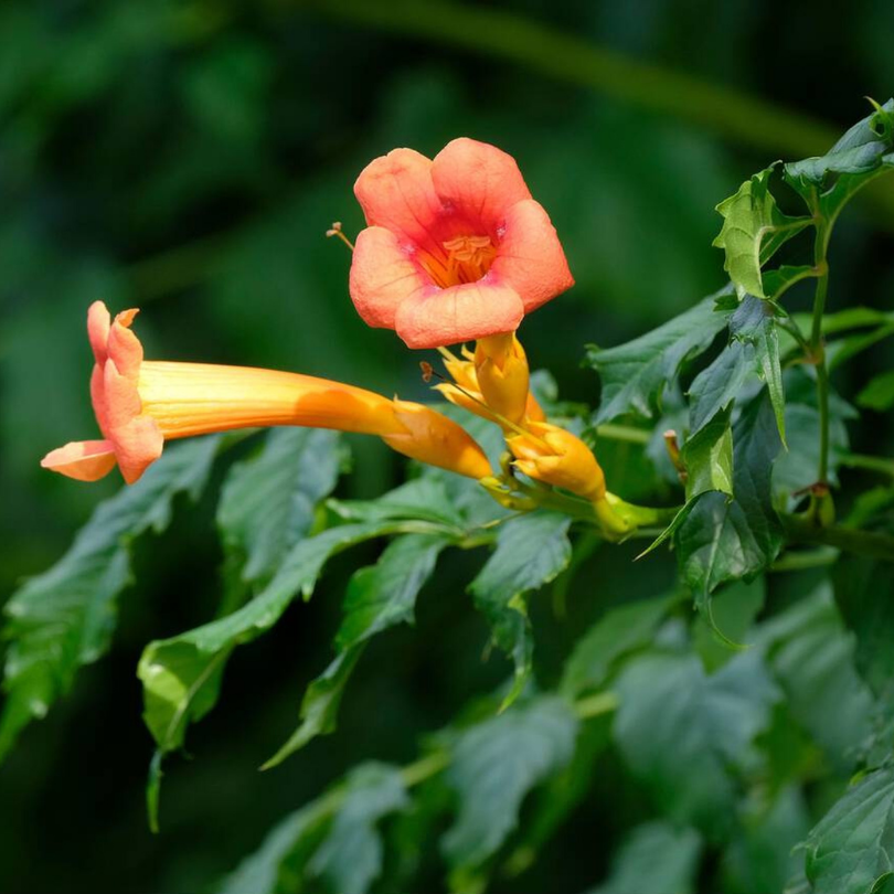 Pipa Turcului, Campsis Radicans