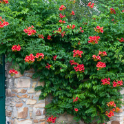 Pipa Turcului, Campsis Radicans