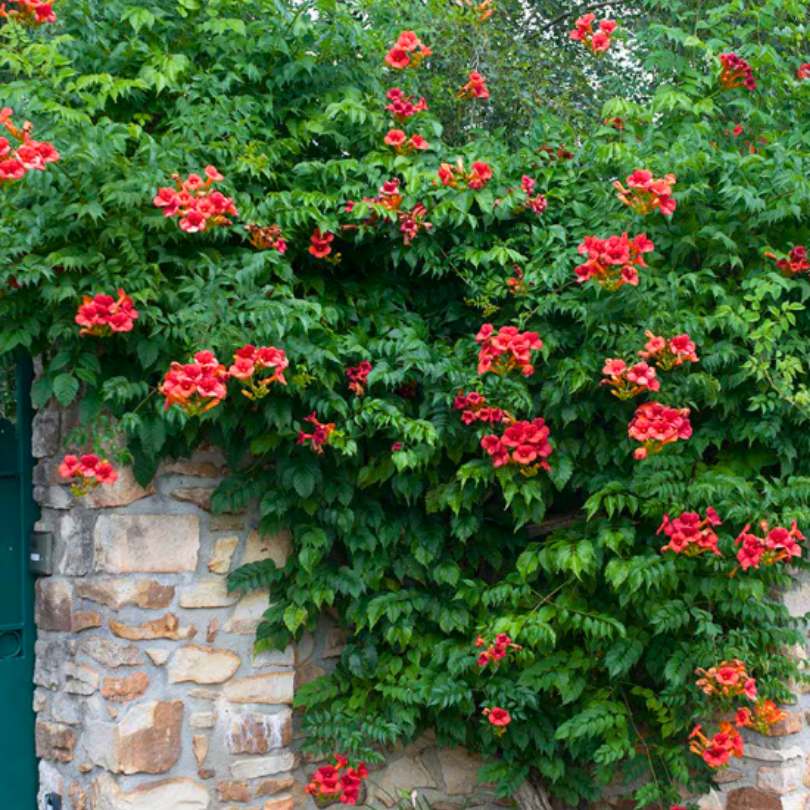 Pipa Turcului, Campsis Radicans
