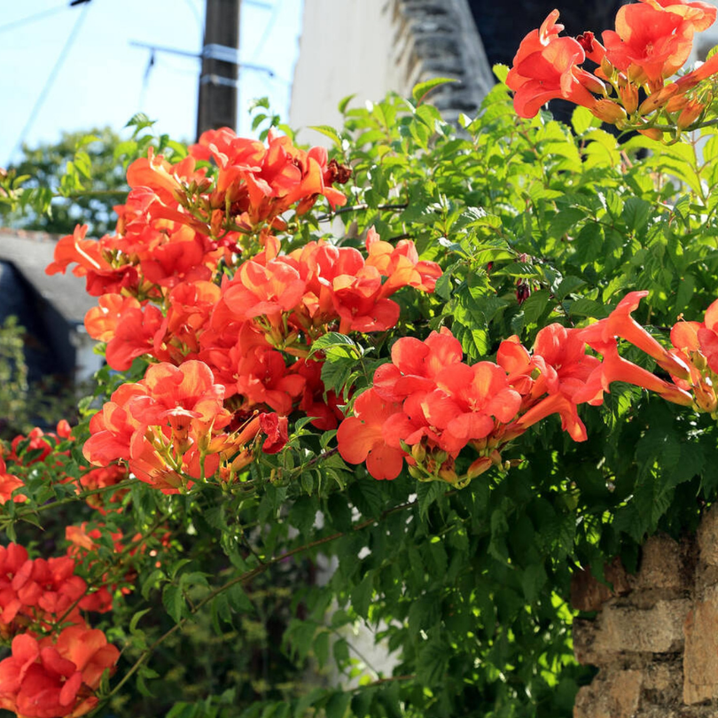 Trompeta Chinezeasca, Campsis Grandiflora