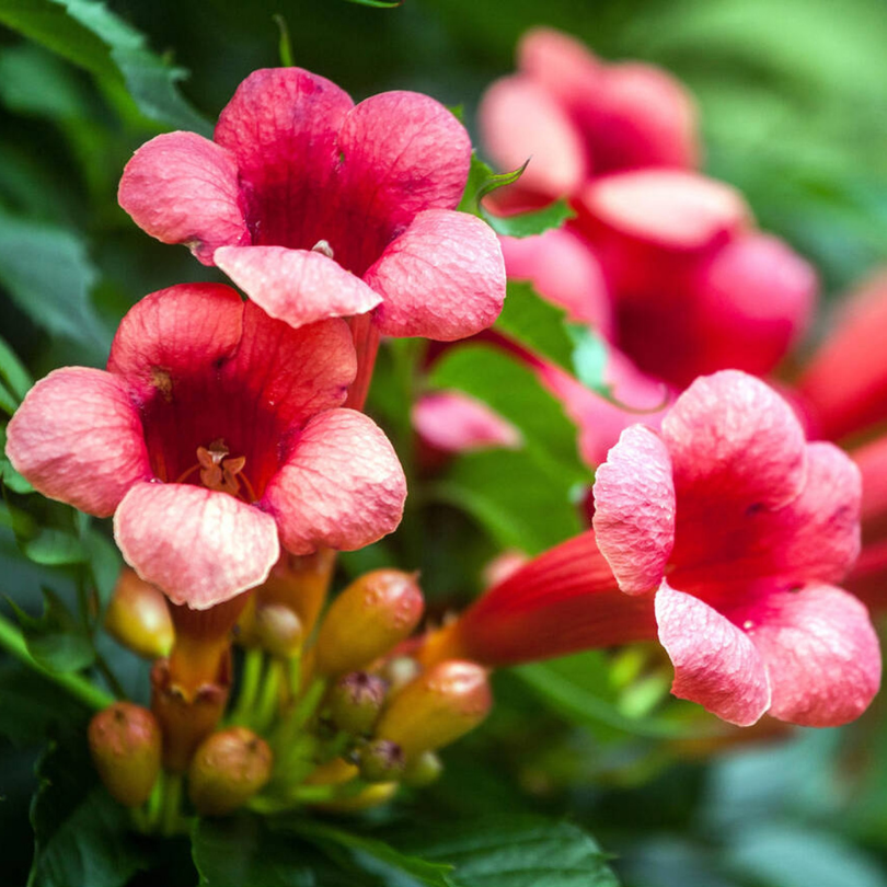 Trompeta Chinezeasca, Campsis Grandiflora