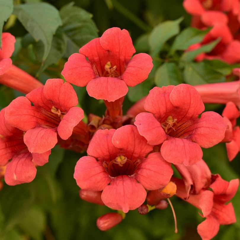 Pipa Turcului Stromboli, Campsis Radicans Stromboli