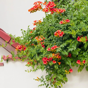 Pipa Turcului Stromboli, Campsis Radicans Stromboli