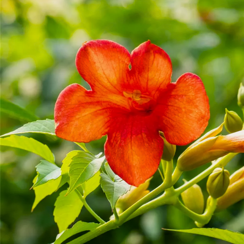 Pipa Turcului Madame Galen, Campsis × tagliabuana Madame Galen