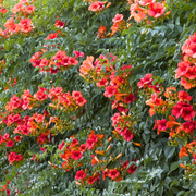 Pipa Turcului Madame Galen, Campsis × tagliabuana Madame Galen