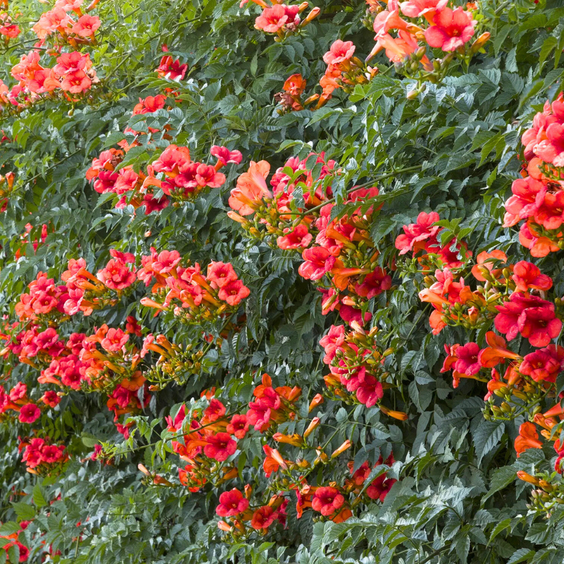 Pipa Turcului Madame Galen, Campsis × tagliabuana Madame Galen