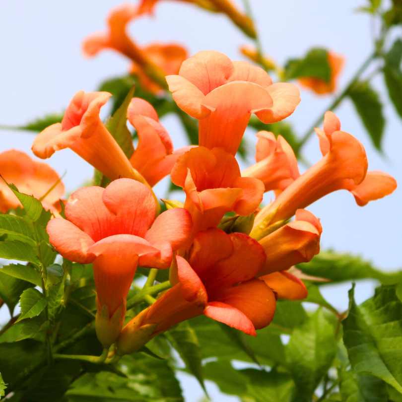 Pipa Turcului Madame Galen, Campsis × tagliabuana Madame Galen