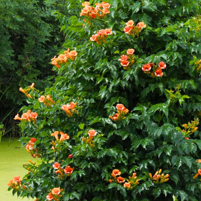 Pipa Turcului Indian Summer, Campsis x Tagliabuana Indian Summer