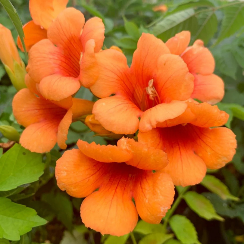 Pipa Turcului Indian Summer, Campsis x Tagliabuana Indian Summer