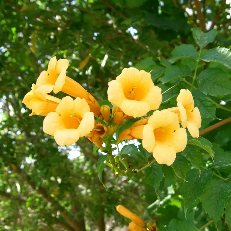 Pipa Turcului Flava, Campsis Radicans Flava