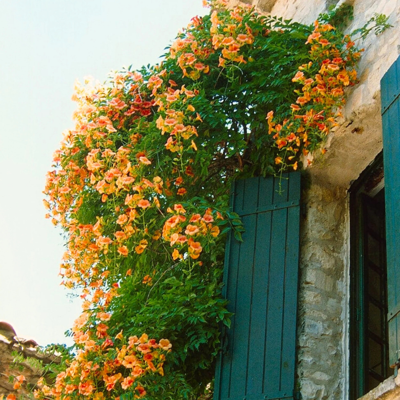 Pipa Turcului Flava, Campsis Radicans Flava