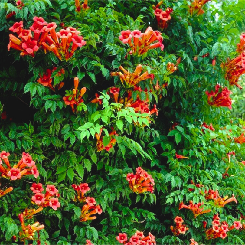 Pipa Turcului Flamenco, Campsis Radicans Flamenco