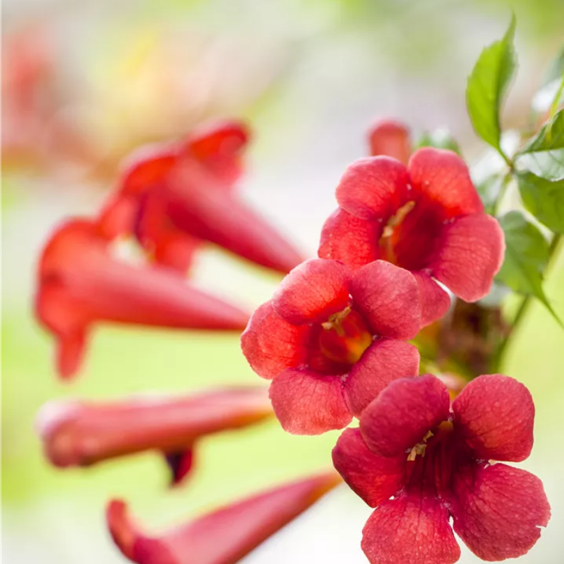 Pipa Turcului Flamenco, Campsis Radicans Flamenco