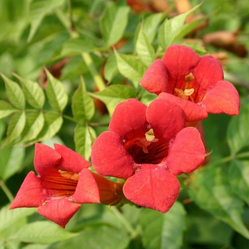 Pipa Turcului Flamenco, Campsis Radicans Flamenco
