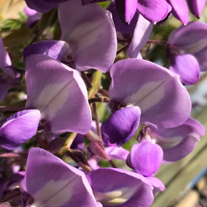Glicina, Wisteria Brachybotrys Murasaki Kapitan