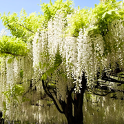 Glicina, Wisteria Brachybotrys Shiro Kapitan Fuji