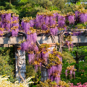 Glicina, Wisteria Floribunda Black Dragon