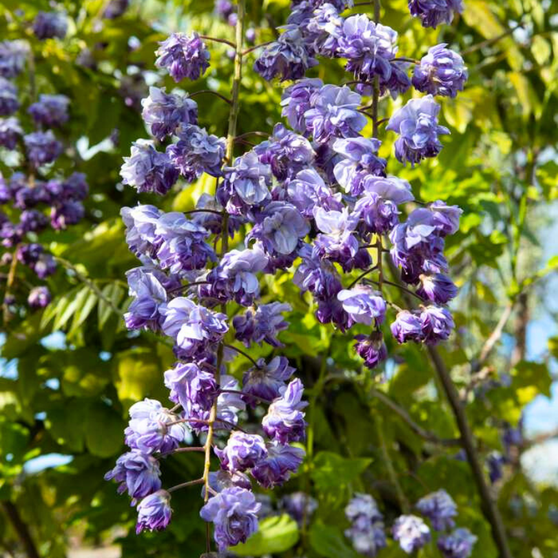 Glicina, Wisteria Floribunda Black Dragon