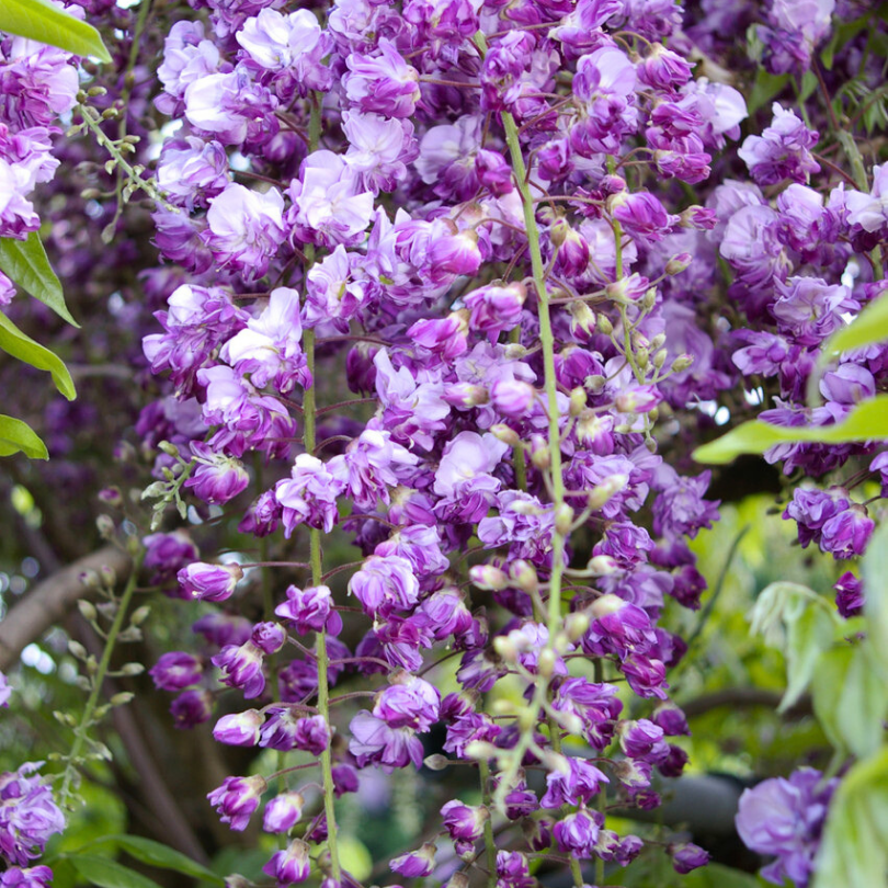 Glicina, Wisteria Floribunda Black Dragon
