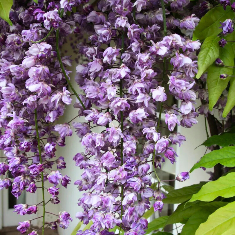 Glicina, Wisteria Floribunda Black Dragon