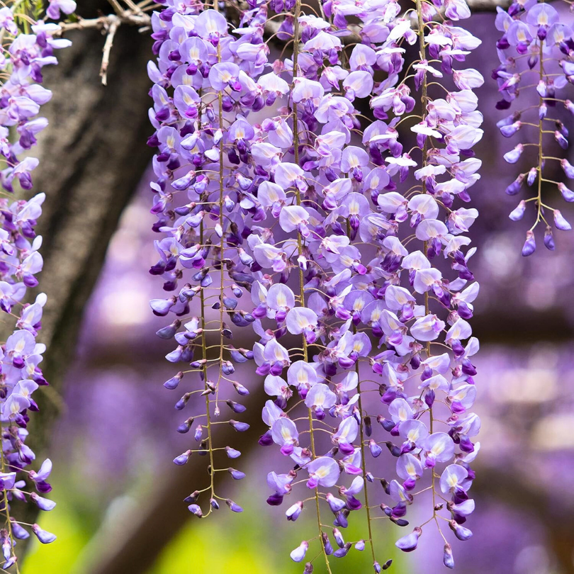 Glicina, Wisteria Floribunda Eranthema
