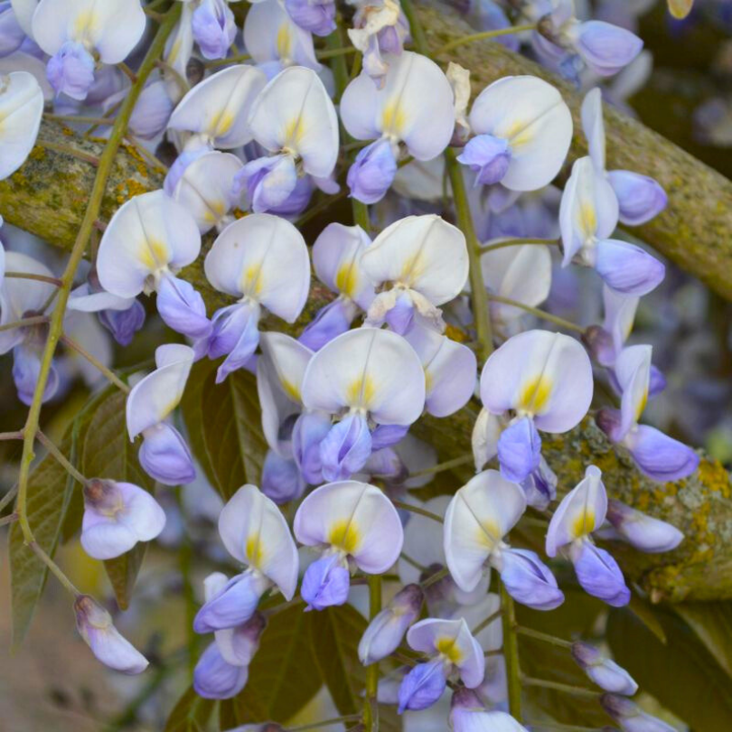 Glicina, Wisteria Floribunda Eranthema