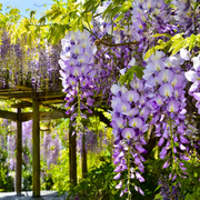 Glicina, Wisteria Floribunda Eranthema