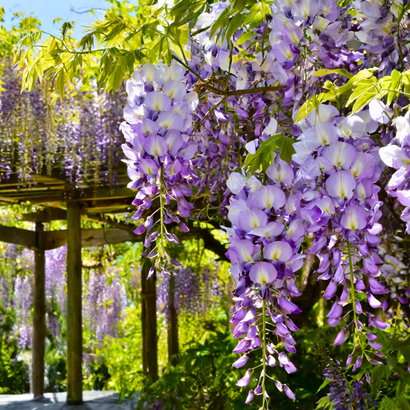 Glicina, Wisteria Floribunda Eranthema