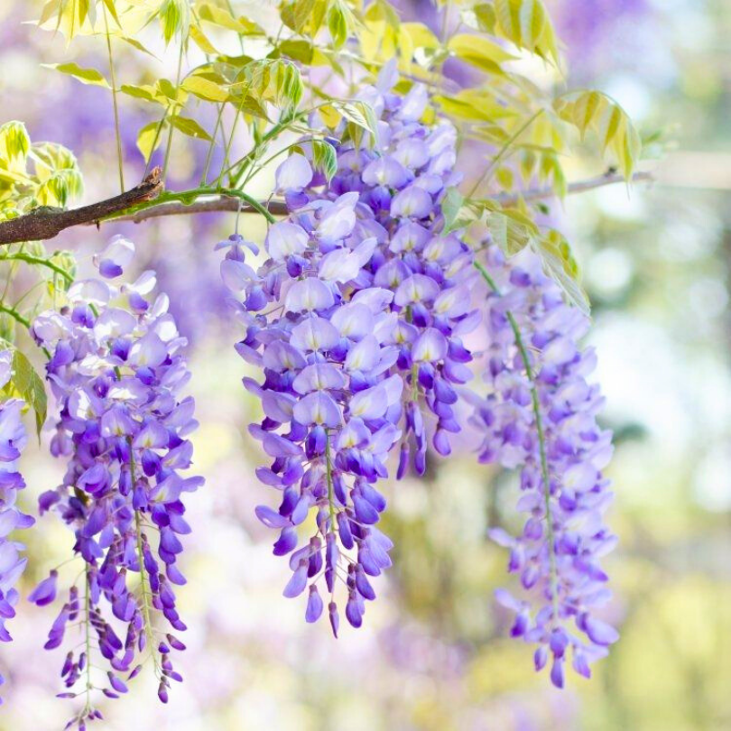 Glicina, Wisteria Floribunda Jissai