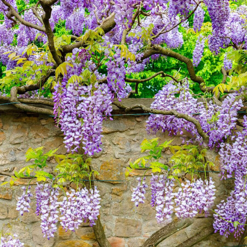 Glicina, Wisteria Floribunda Jissai