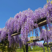 Glicina, Wisteria Sinensis Prolific