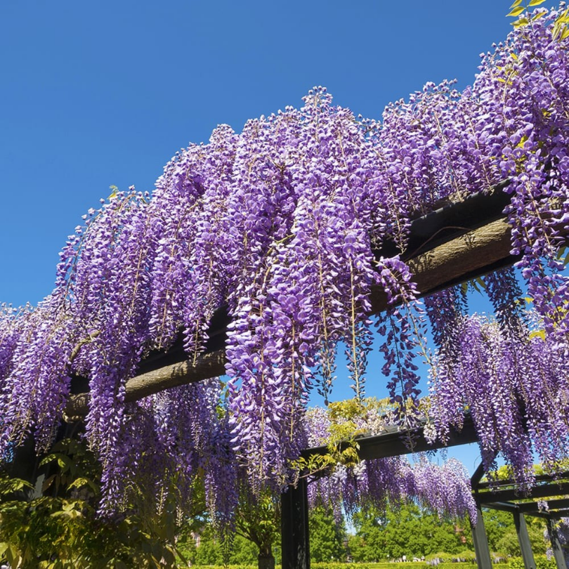 Glicina, Wisteria Sinensis Prolific