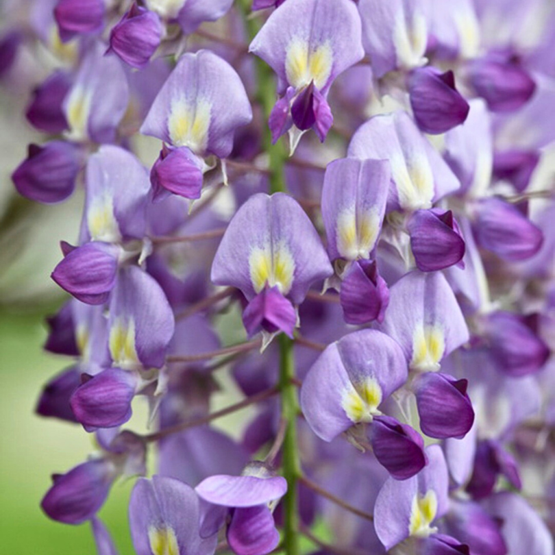Glicina, Wisteria Sinensis Prolific