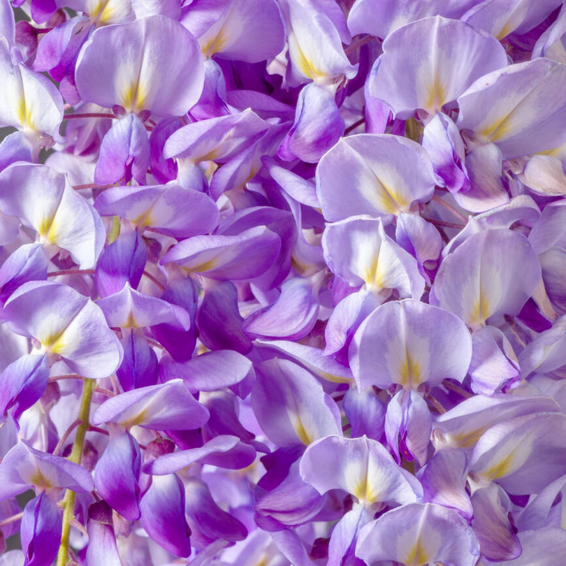 Glicina, Wisteria Sinensis Spaliera