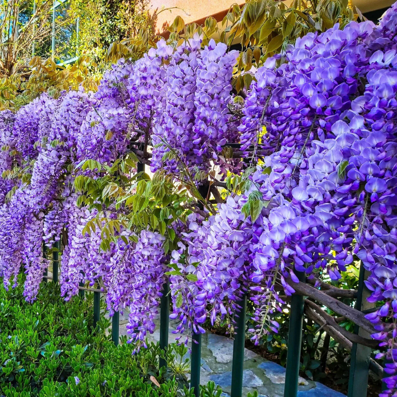 Glicina, Wisteria Sinensis Spaliera