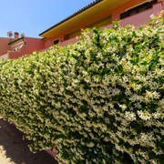 Iasomie Alba, Jasminum Officinale
