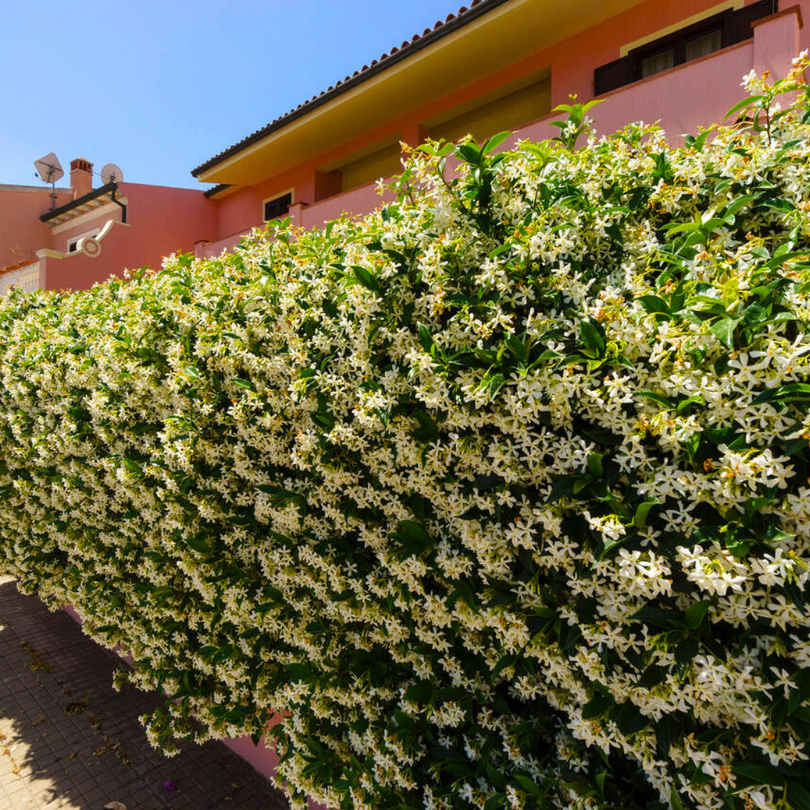 Iasomie Alba, Jasminum Officinale