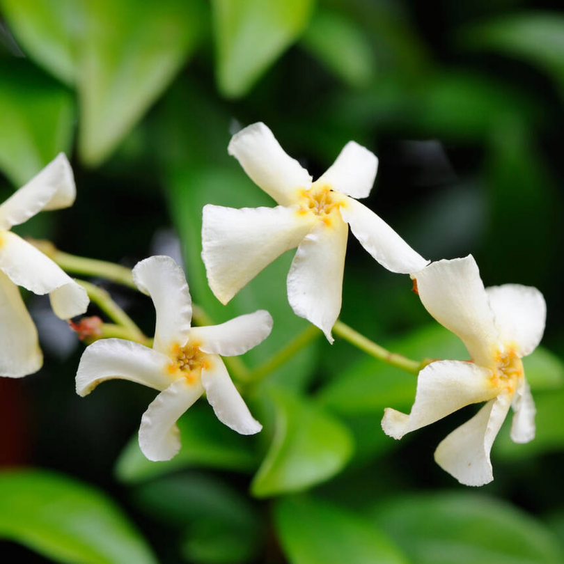 Iasomie Alba, Jasminum Officinale