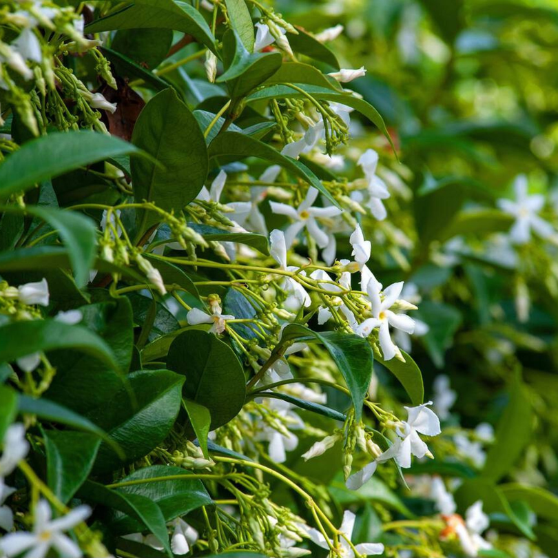 Iasomie Alba, Jasminum Officinale