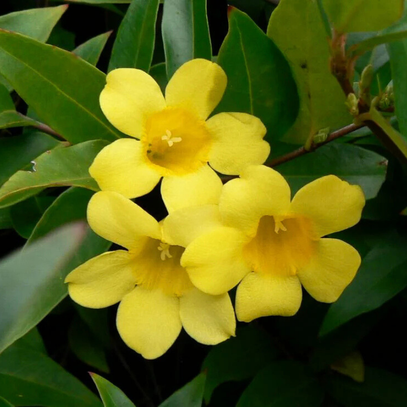 Iasomie Galbena, Gelsemium Sempervirens