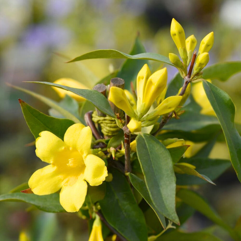 Iasomie Galbena, Gelsemium Sempervirens