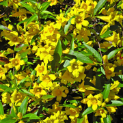 Iasomie Galbena, Gelsemium Sempervirens