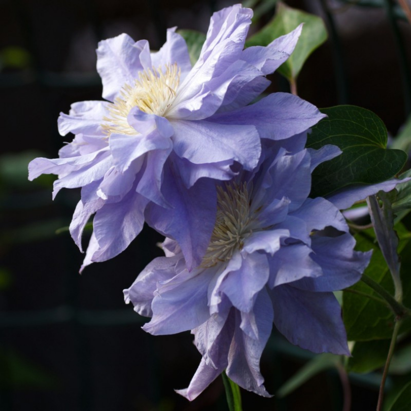 Clematita, Clematis Azure Ball