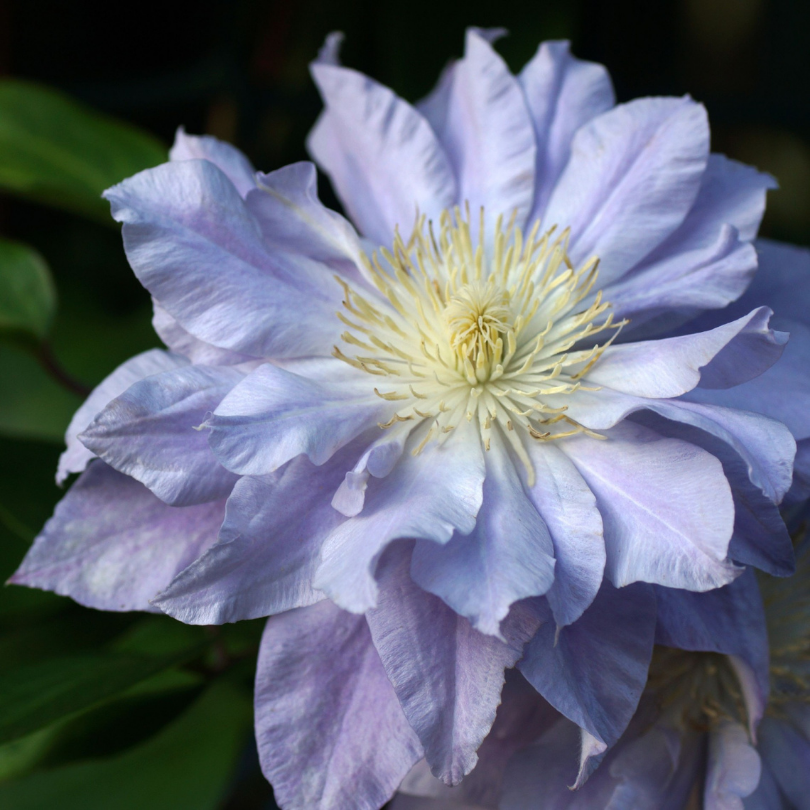 Clematita, Clematis Azure Ball